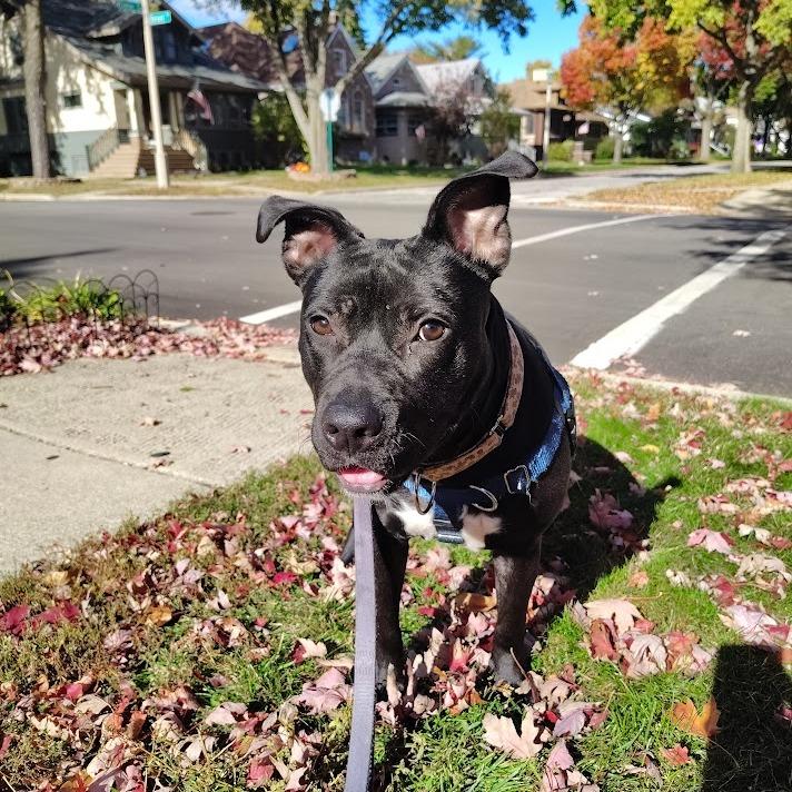 Enlarge Babybel, a Adoptable Mixed Breed in Oak Park, IL image 5/6