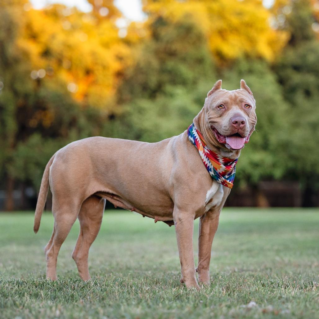 Pantera, Adoptable, Adult Female Pit Bull Terrier & Mixed Breed.