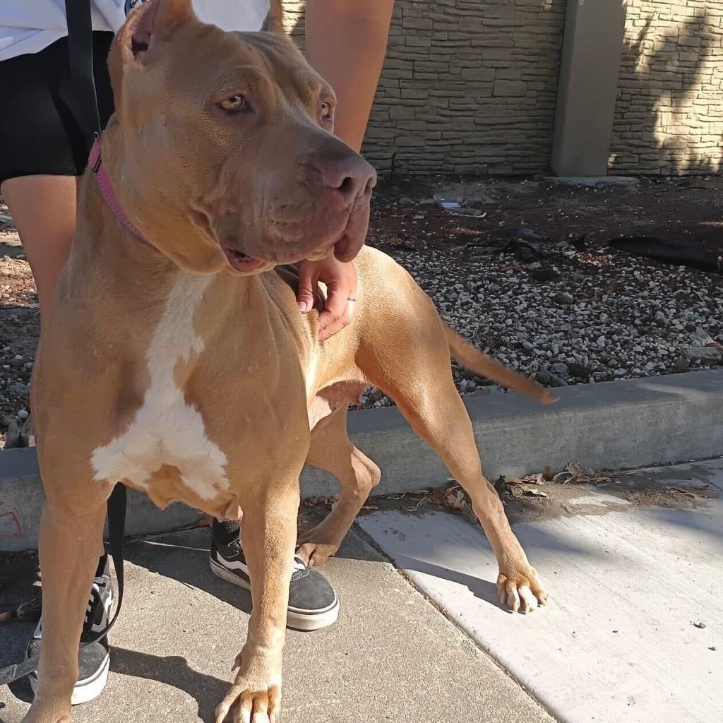 Pantera, a Adoptable mixed breed in Turlock, CA image 3/6