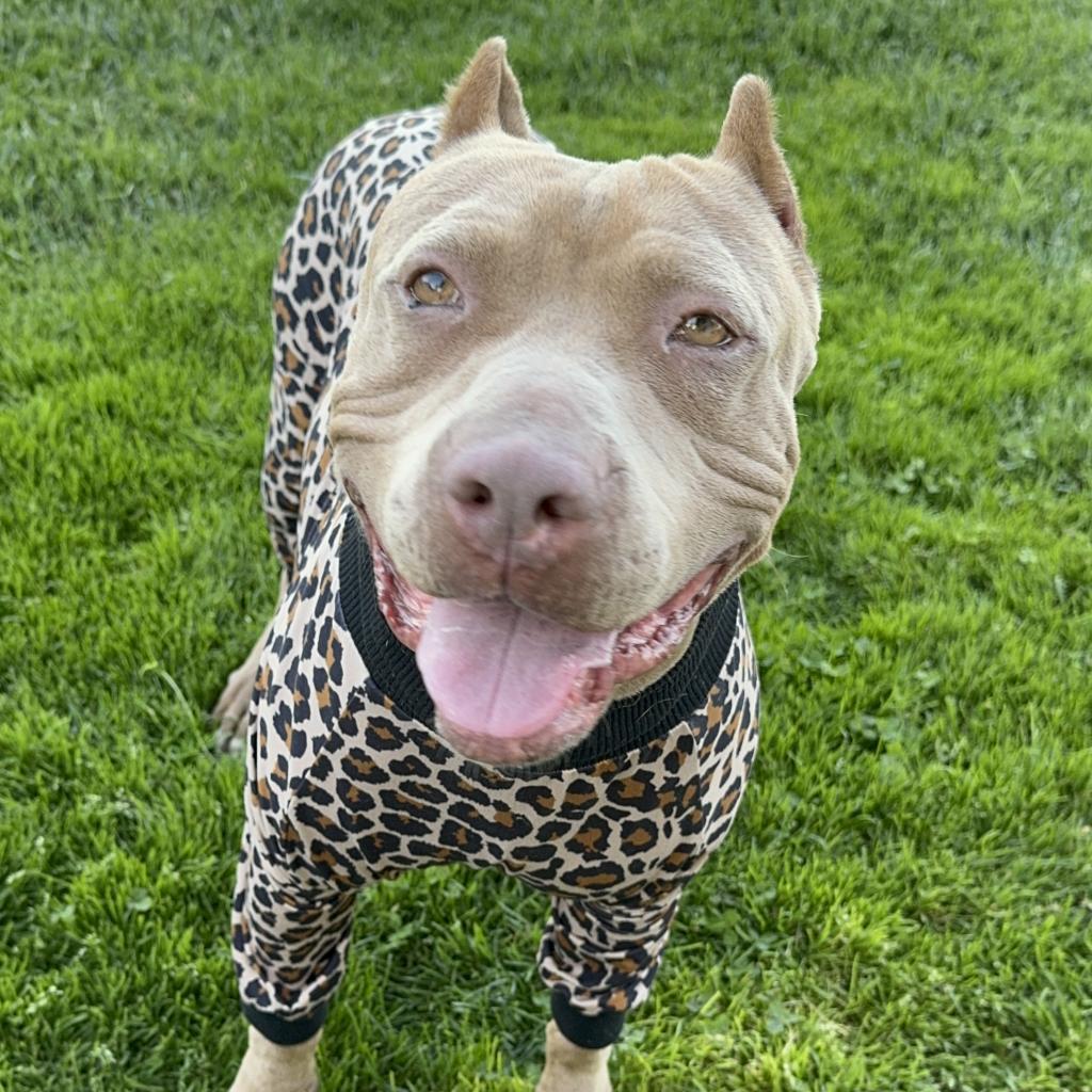 Pantera, a Adoptable mixed breed in Turlock, CA image 4/6