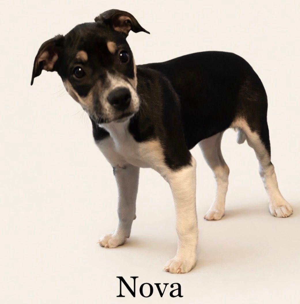 Nova