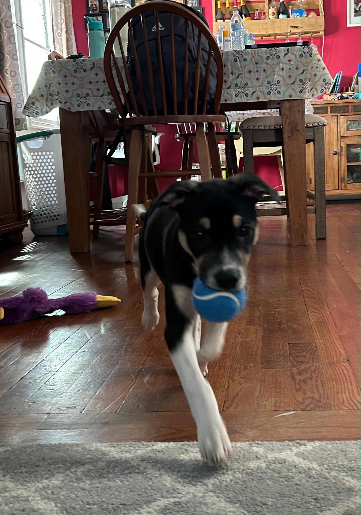 Enlarge Nova, an adopted mixed breed in Riverdale, NJ image 3/5