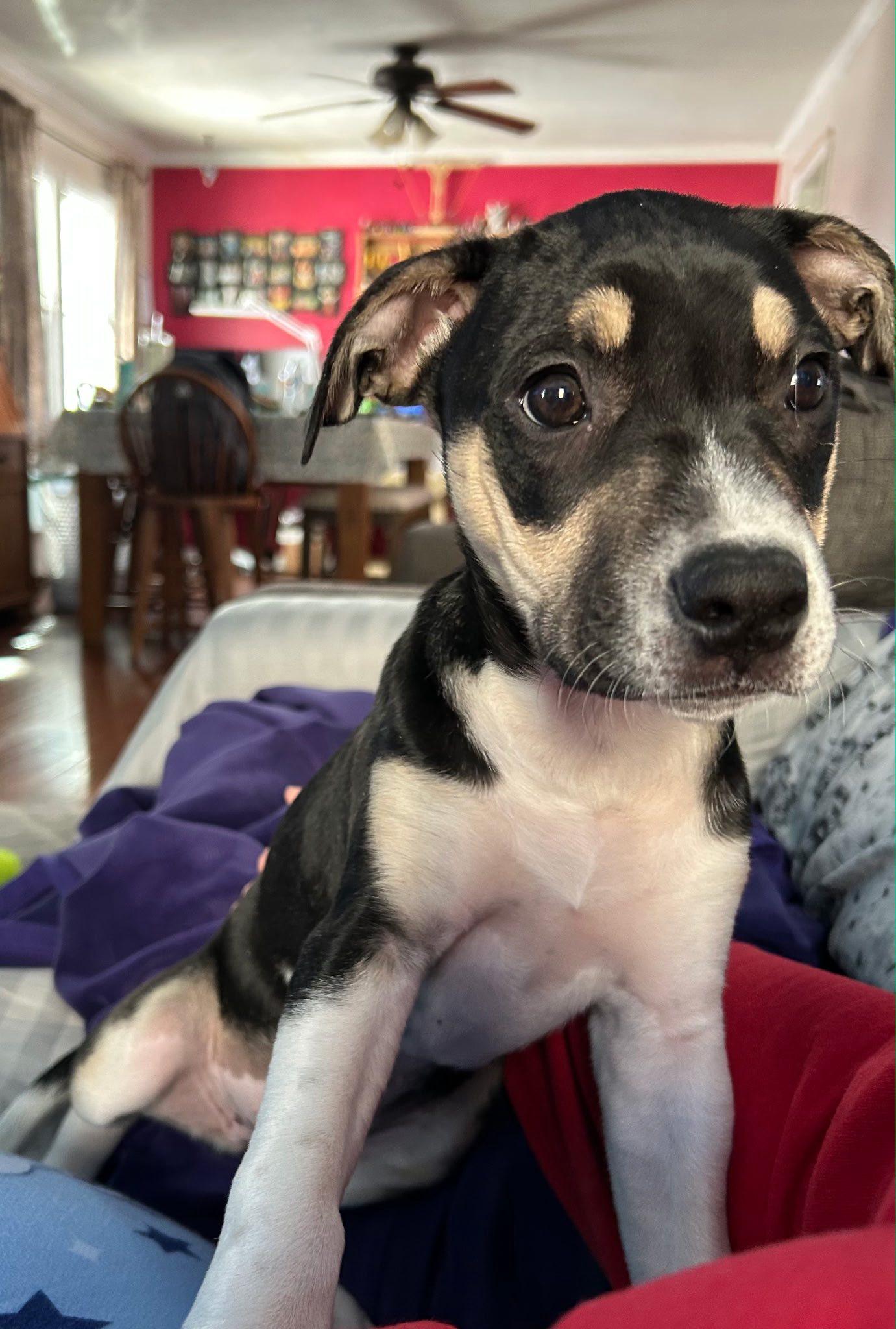 Enlarge Nova, an adopted mixed breed in Riverdale, NJ image 2/5