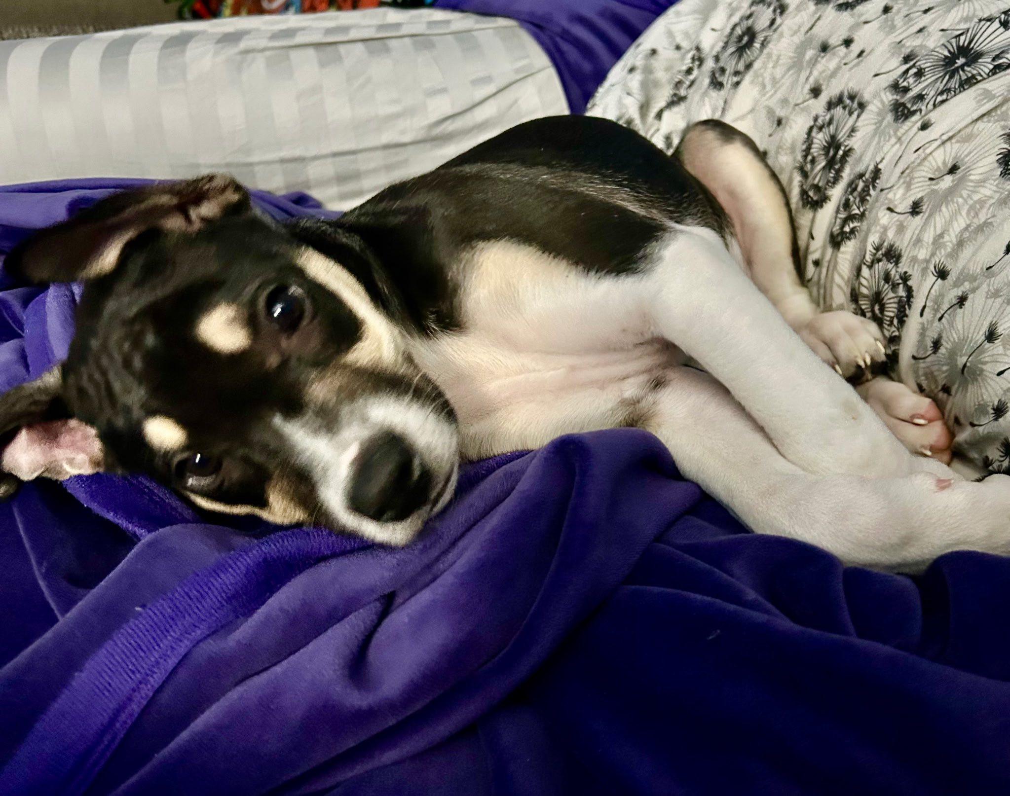 Enlarge Nova, an adopted mixed breed in Riverdale, NJ image 4/5