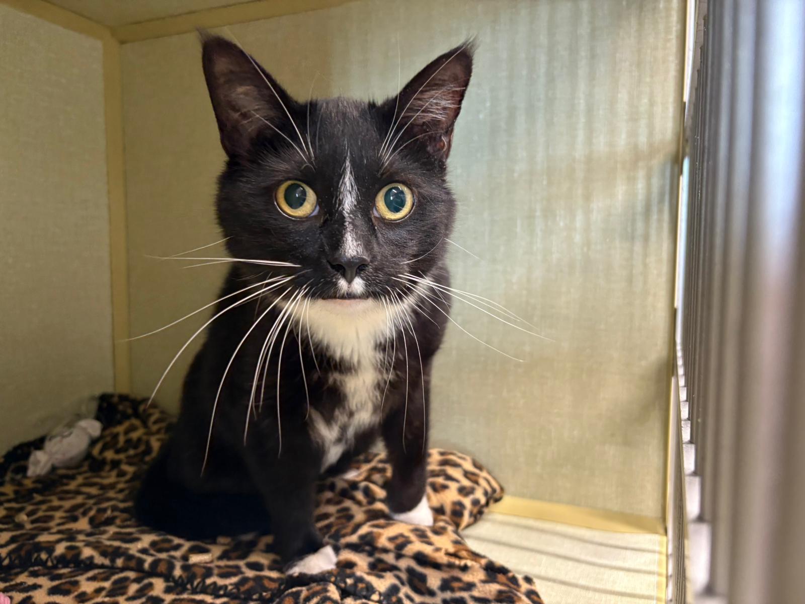 Sasha Fierce, ADOPTABLE, Adult Female Domestic Short Hair.