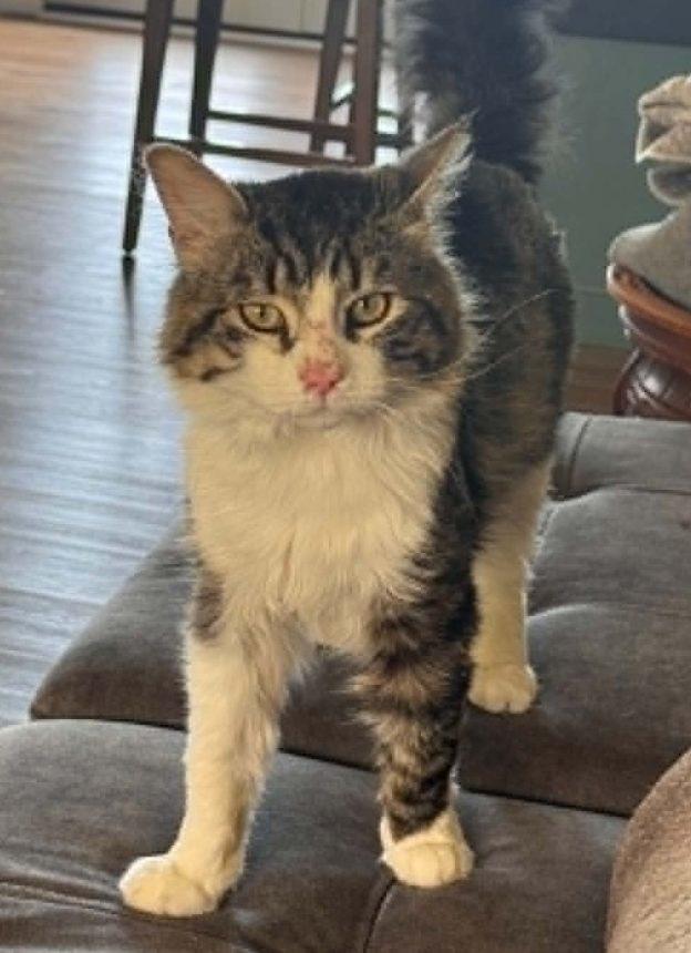 Troy, ADOPTABLE, Young Male Domestic Medium Hair.