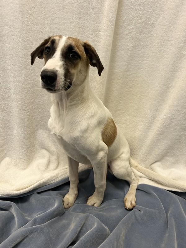 Joplin, Adoptable, Young Female Australian Shepherd.