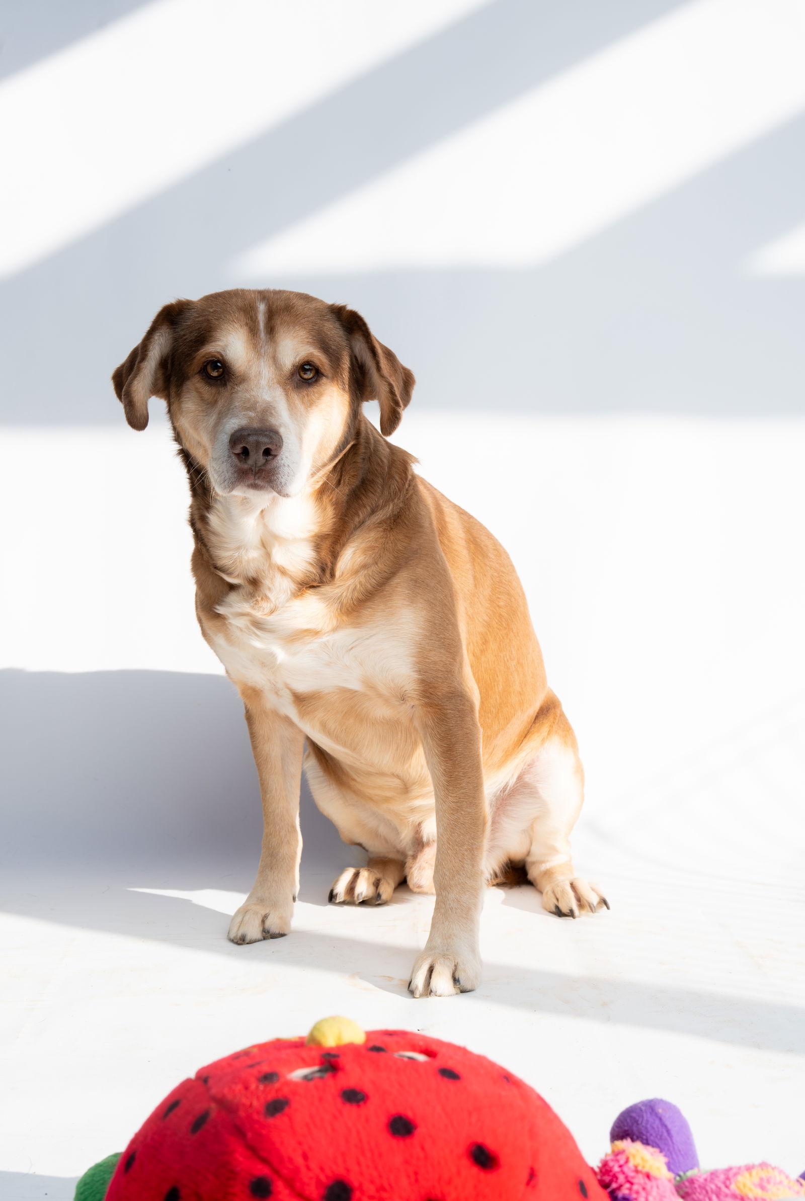 Clyde — thumbnail 2