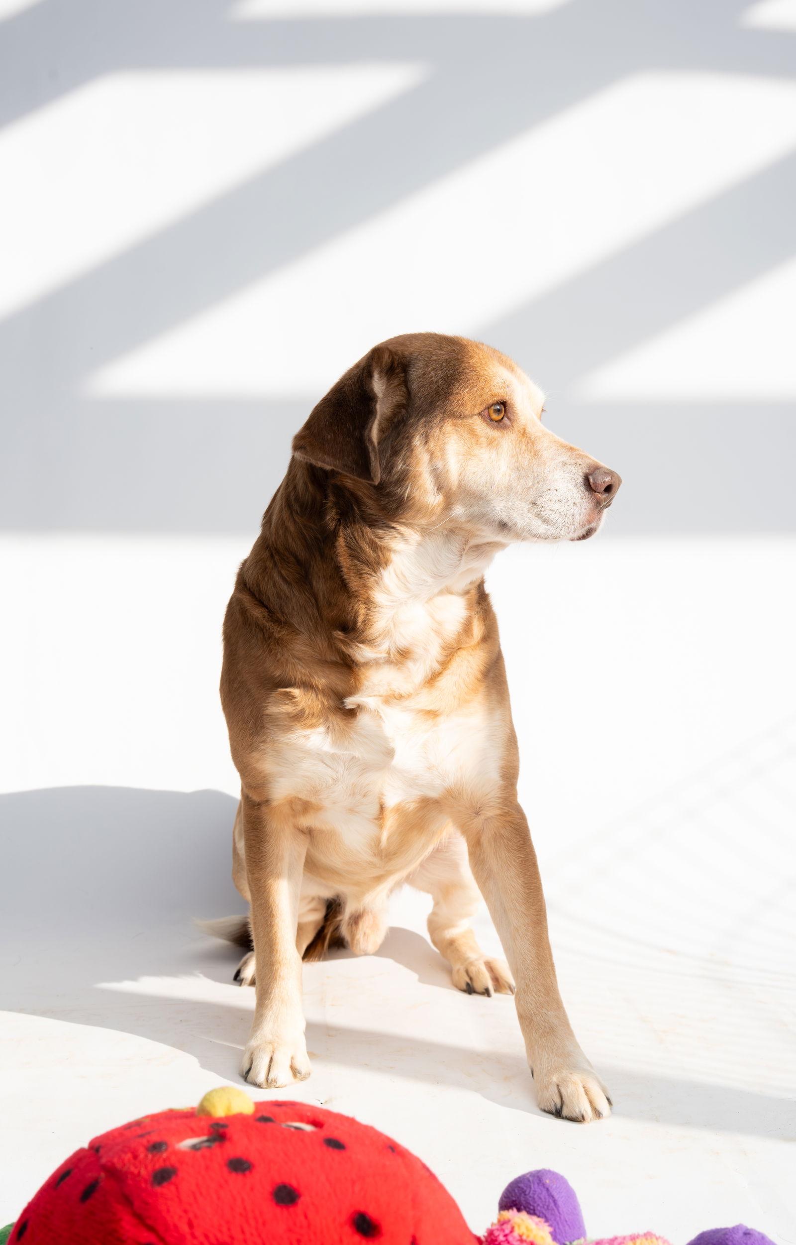 Clyde — thumbnail 3