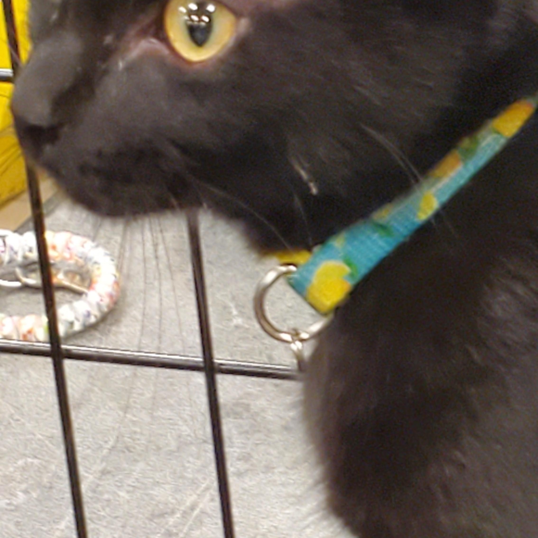 Mercury, a ADOPTABLE Domestic Short Hair in Muncie, IN image 2/3