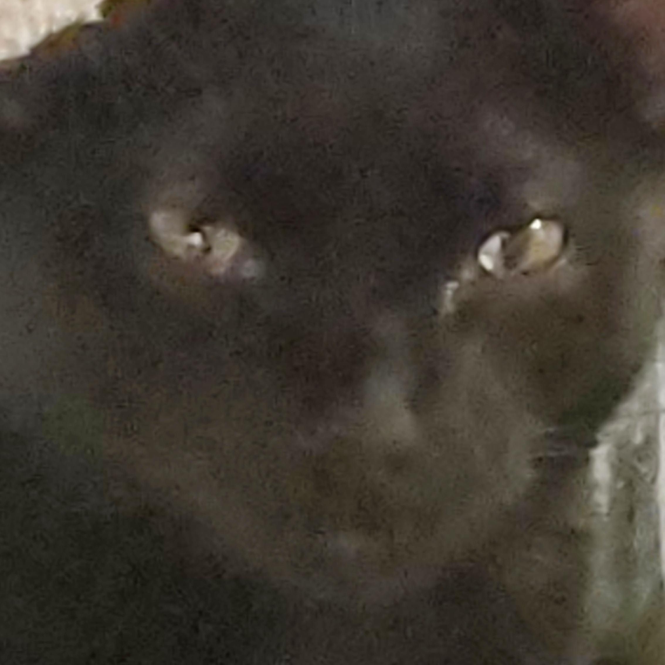 Enlarge Mercury, a ADOPTABLE Domestic Short Hair in Muncie, IN image 1/1