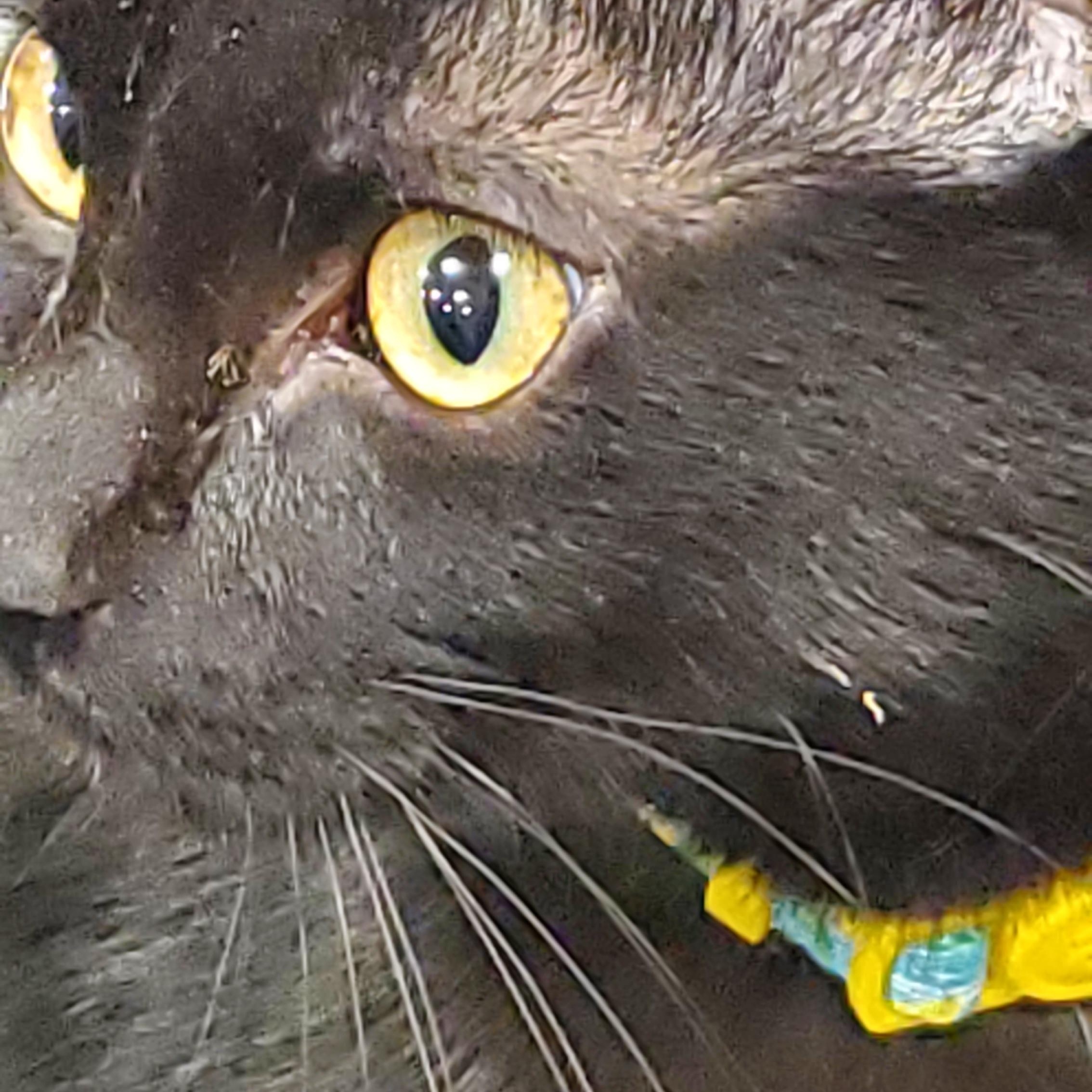 Mercury, ADOPTABLE, Young Male Domestic Short Hair.