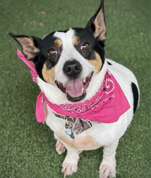 Gouda (TN), Adopted, Adult Female Rat Terrier.