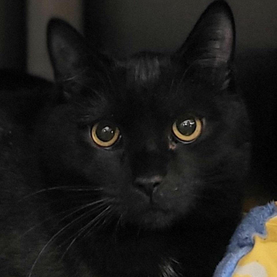 Timmy, a Adoptable mixed breed in Philadelphia, PA image 1/5