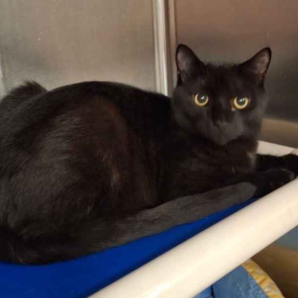 Timmy, a Adoptable mixed breed in Philadelphia, PA image 2/5