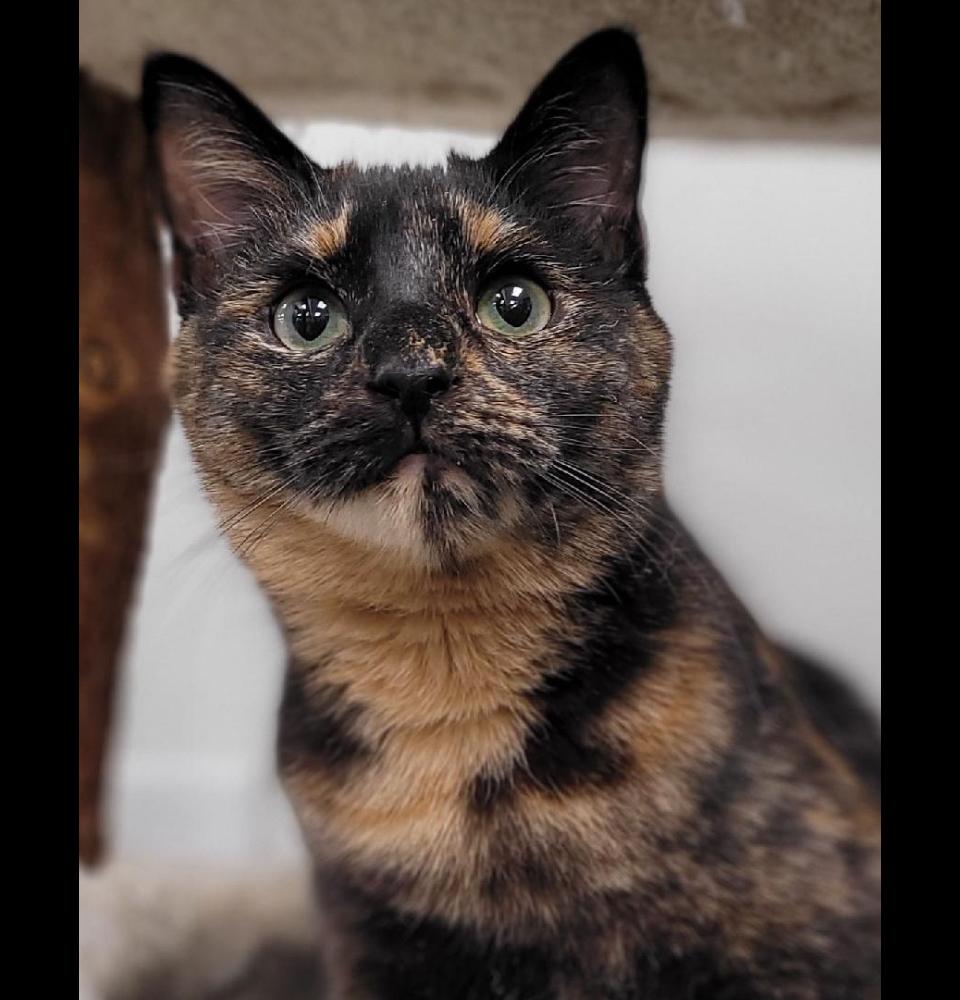 Timmy, a Adoptable mixed breed in Philadelphia, PA image 3/5