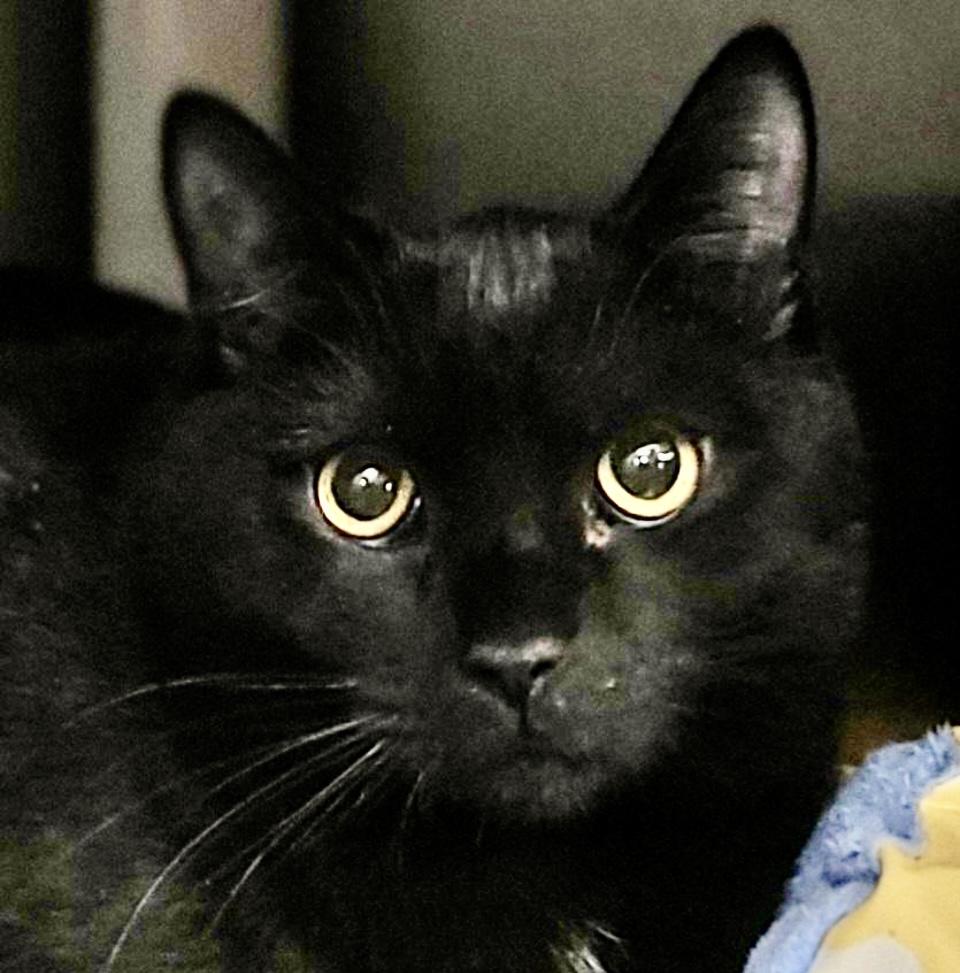 Timmy, a Adoptable mixed breed in Philadelphia, PA image 4/5