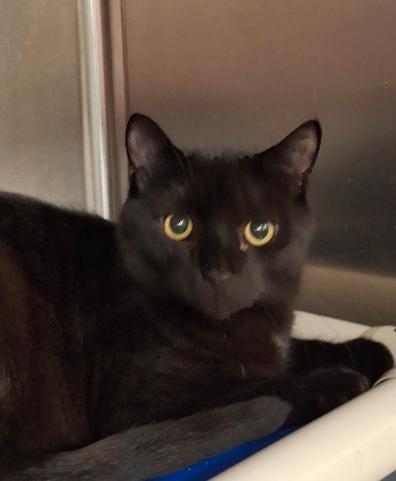 Timmy, a Adoptable mixed breed in Philadelphia, PA image 5/5