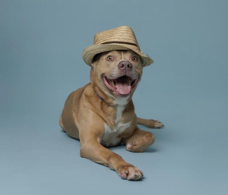Turkey, Adoptable, Adult Male American Staffordshire Terrier & Boxer.