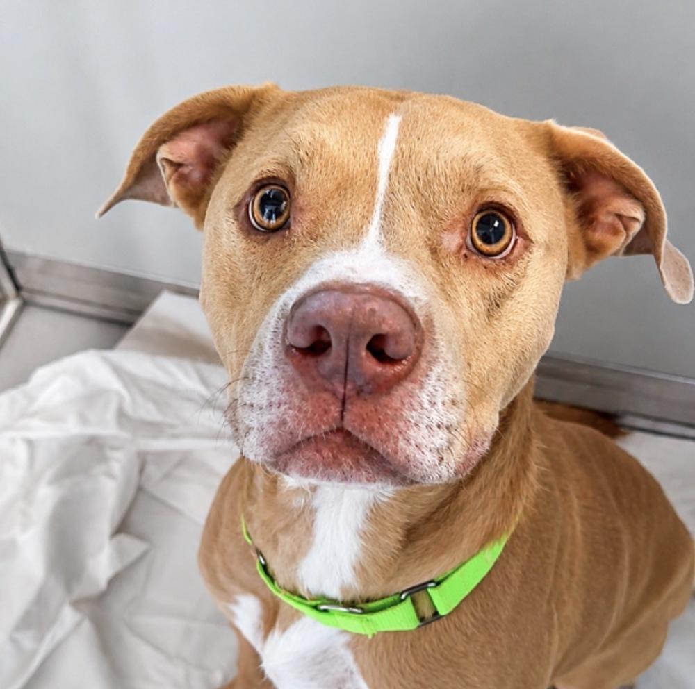 Turkey, a Adoptable mixed breed in Saugus, MA image 1/5