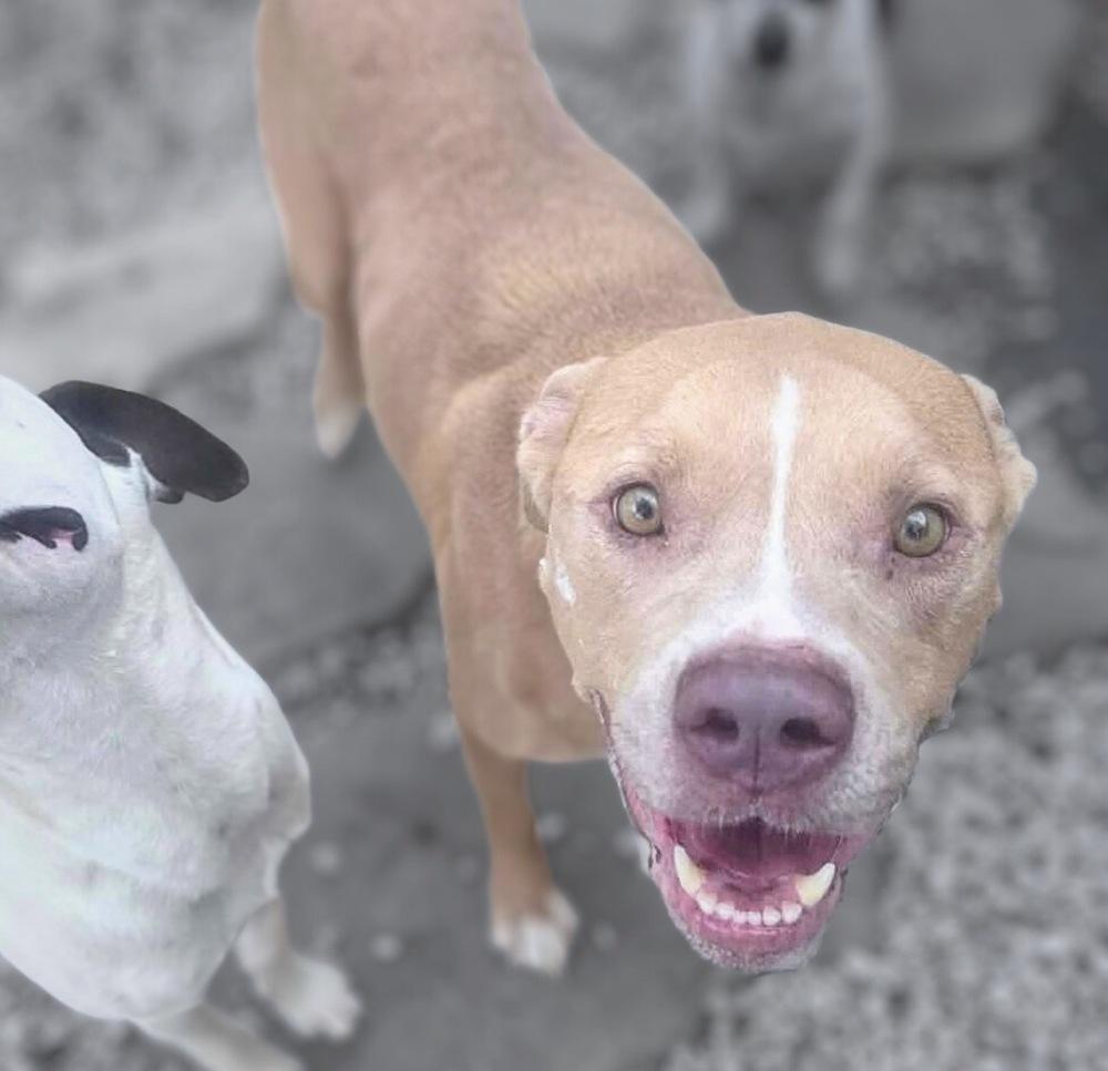 Turkey, a Adoptable mixed breed in Saugus, MA image 2/5