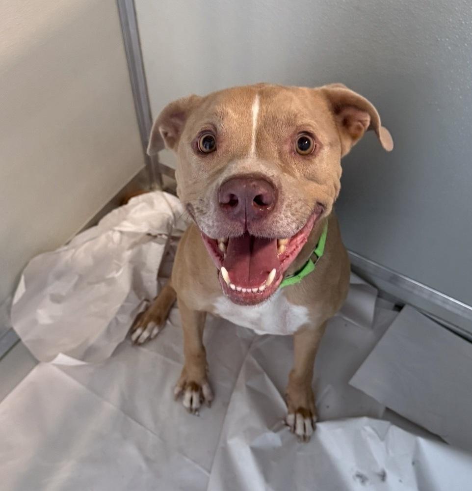 Turkey, a Adoptable mixed breed in Saugus, MA image 3/5