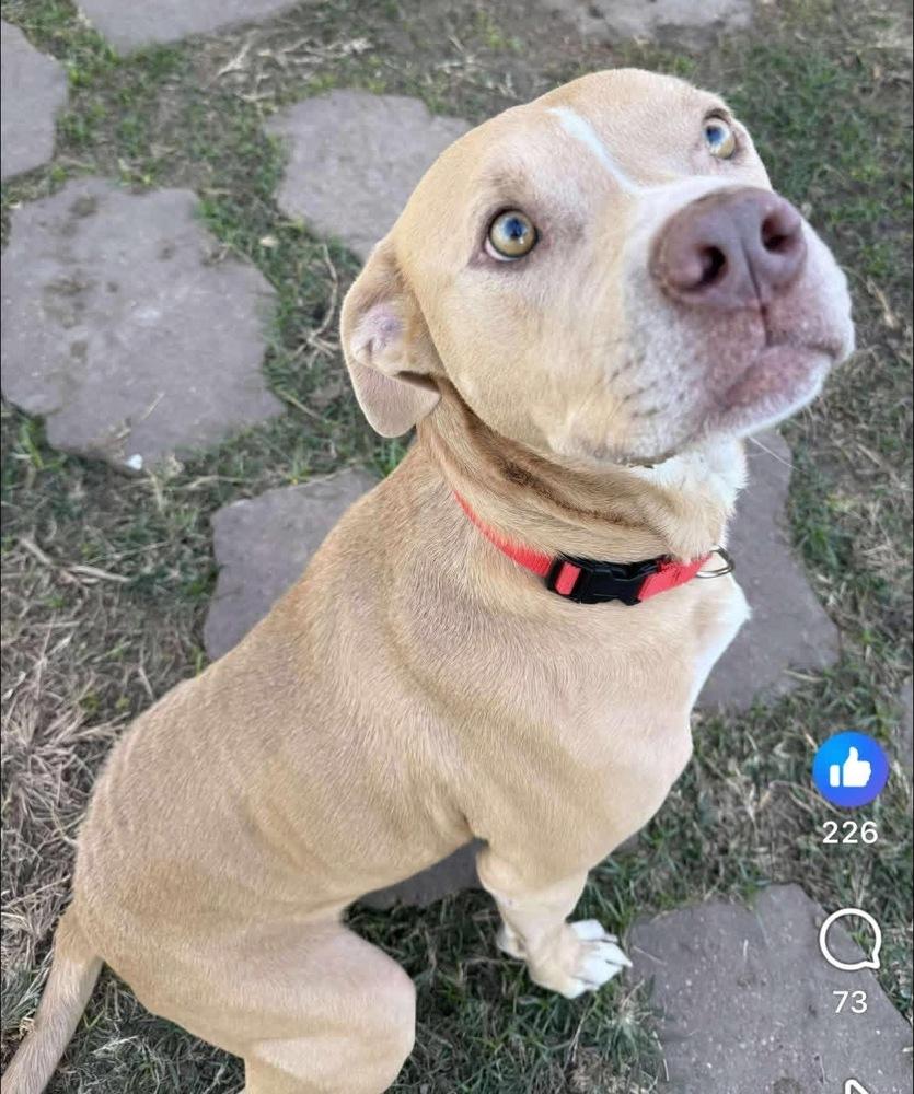 Turkey, a Adoptable mixed breed in Saugus, MA image 4/5