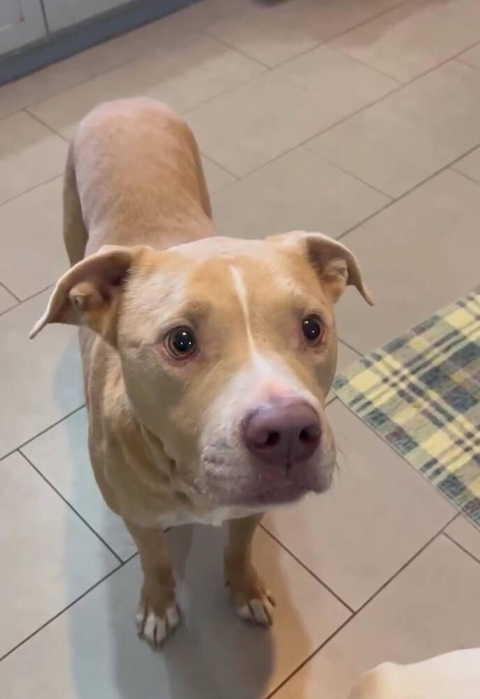Turkey, a Adoptable mixed breed in Saugus, MA image 5/5