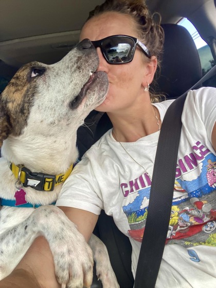 Enlarge Patrick, a Adoptable mixed breed in Newport Beach, CA image 4/5