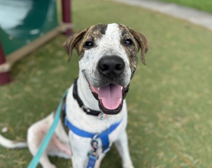 Patrick, Adult Male Terrier