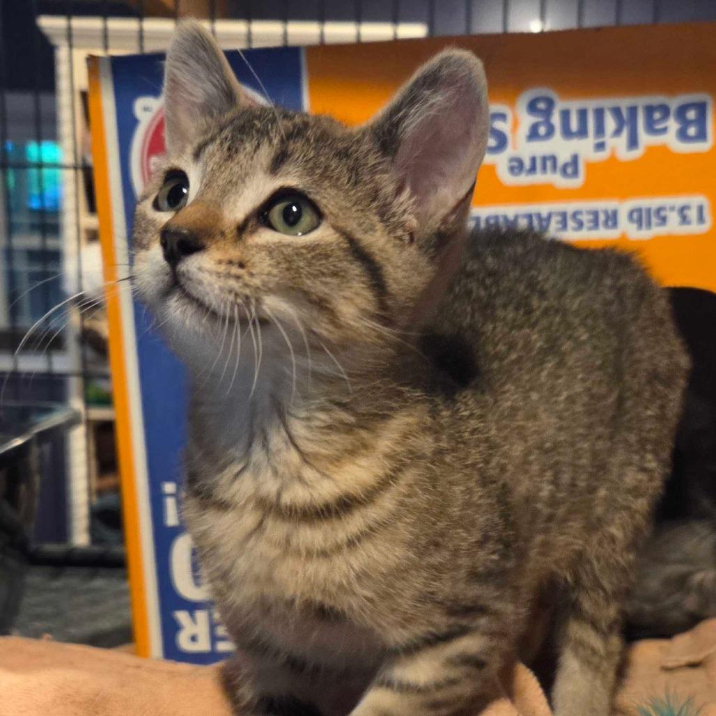 Marine, Adoptable, Young Male Domestic Short Hair.