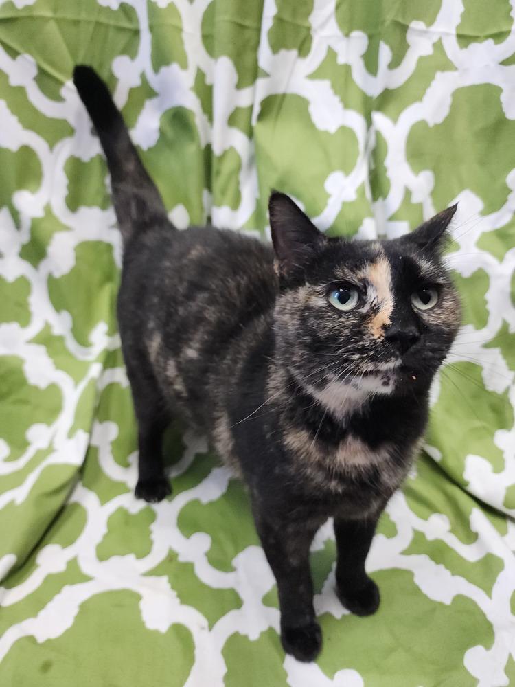 Dash, Adoptable, Young Female Domestic Short Hair.