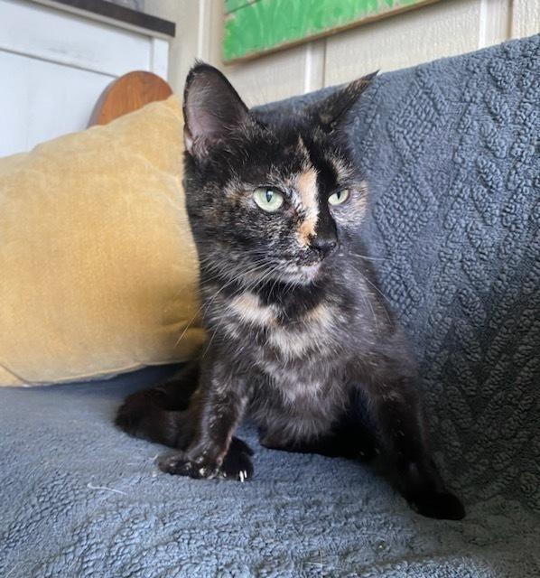 Enlarge Dash, a Adoptable Domestic Short Hair in Evansville, IN image 2/6