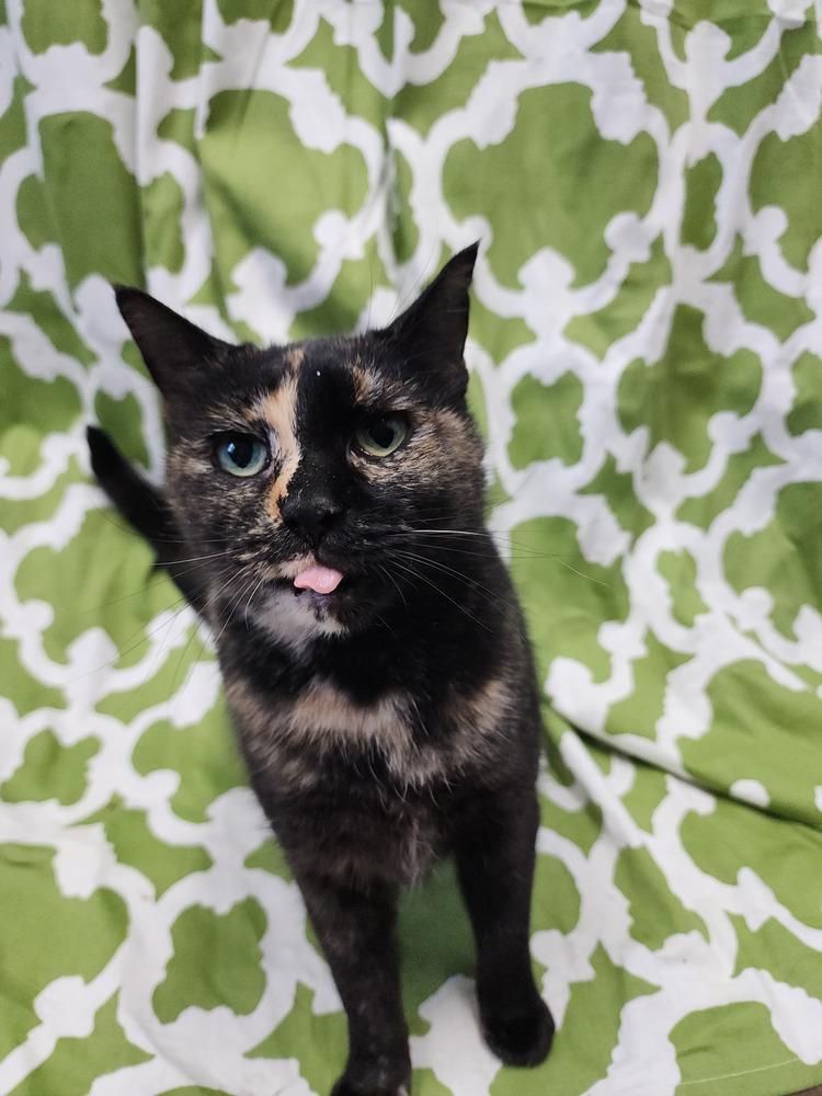 Enlarge Dash, a Adoptable Domestic Short Hair in Evansville, IN image 3/6