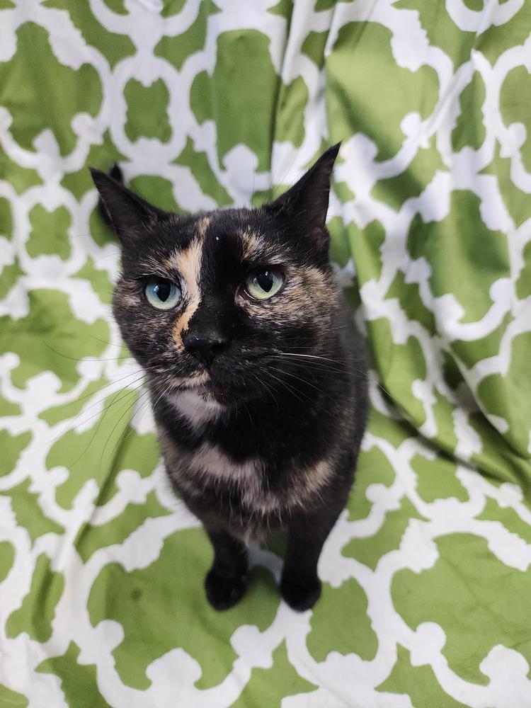 Enlarge Dash, a Adoptable Domestic Short Hair in Evansville, IN image 4/6