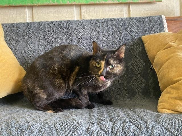 Enlarge Dash, a Adoptable Domestic Short Hair in Evansville, IN image 5/6