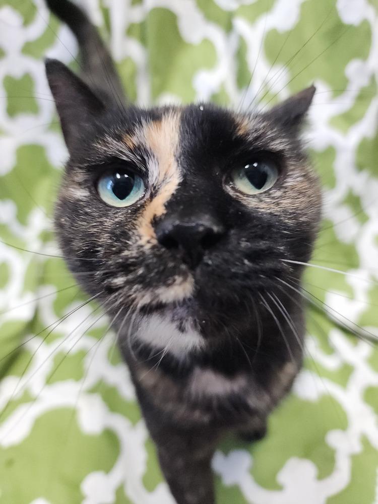 Enlarge Dash, a Adoptable Domestic Short Hair in Evansville, IN image 6/6