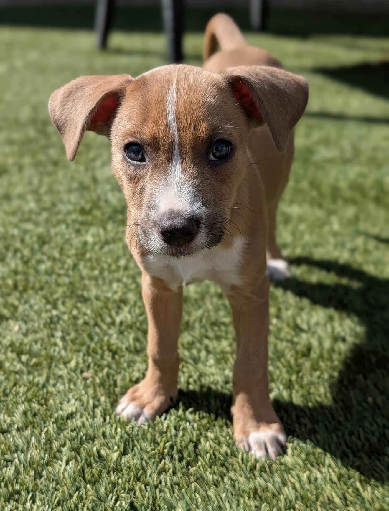 On (Milestone litter)