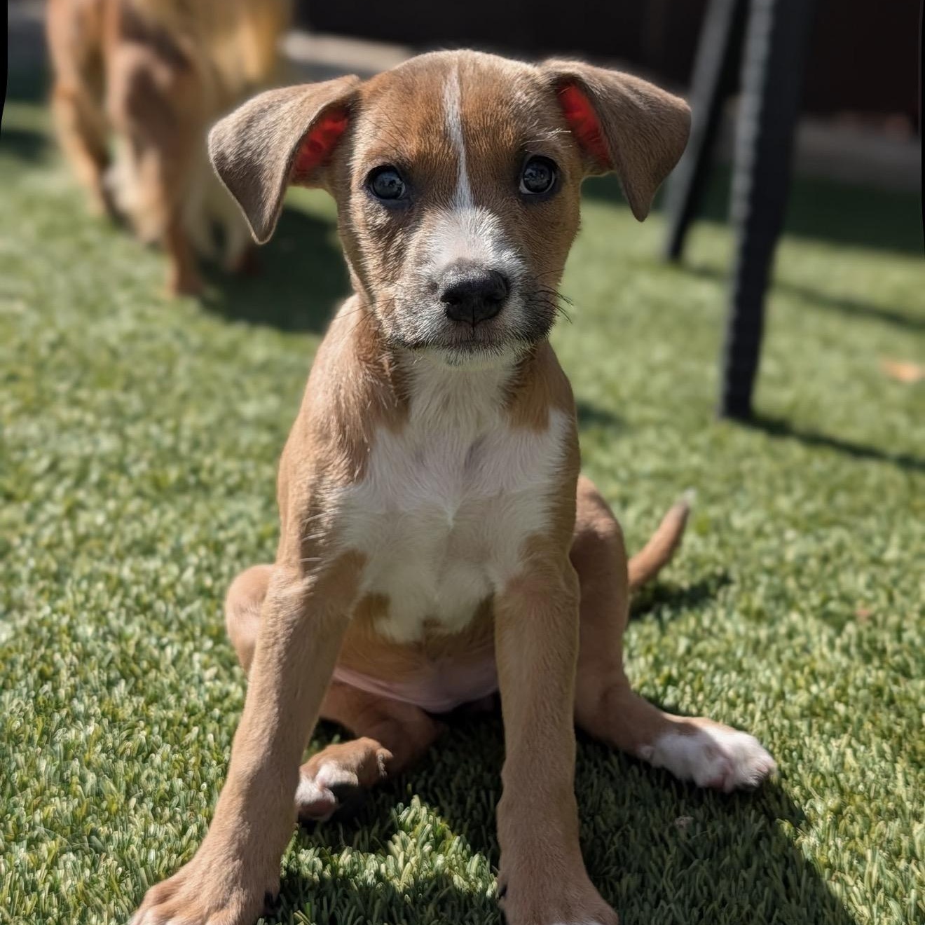 On (Milestone litter)