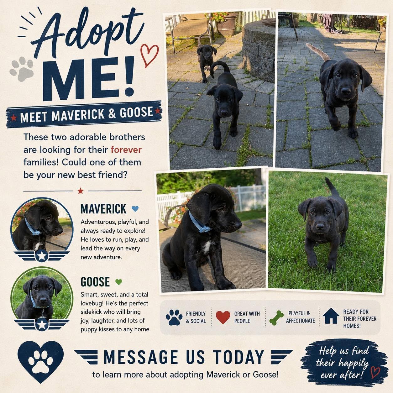 Goose, adopted, Puppy Male Labrador Retriever.