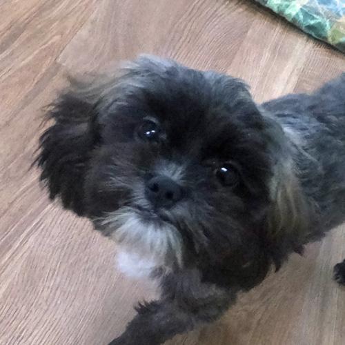 PAULIE, Young Male Shih Tzu