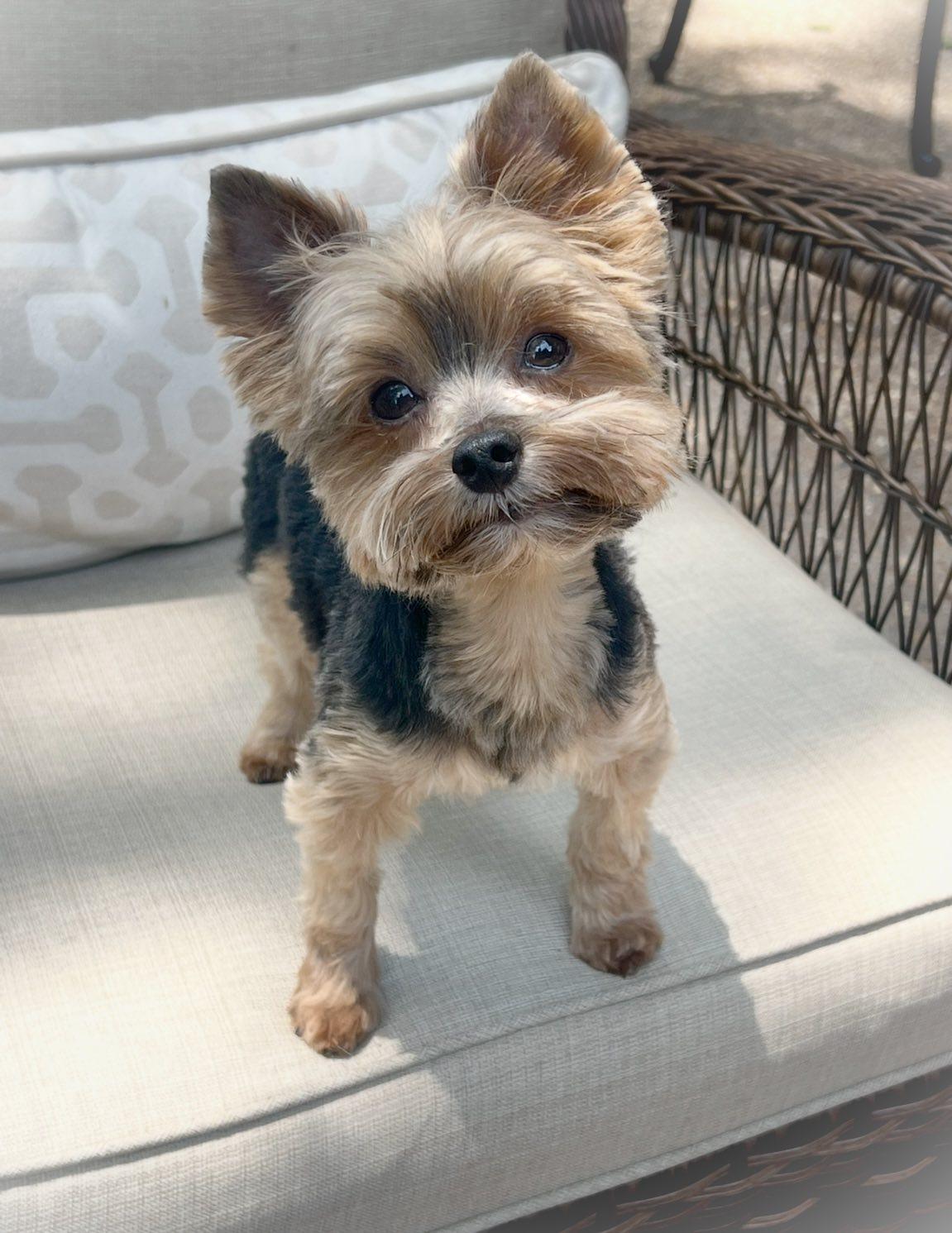 Enlarge Bo & Duke, an adopted Yorkshire Terrier in Antioch, TN image 4/4
