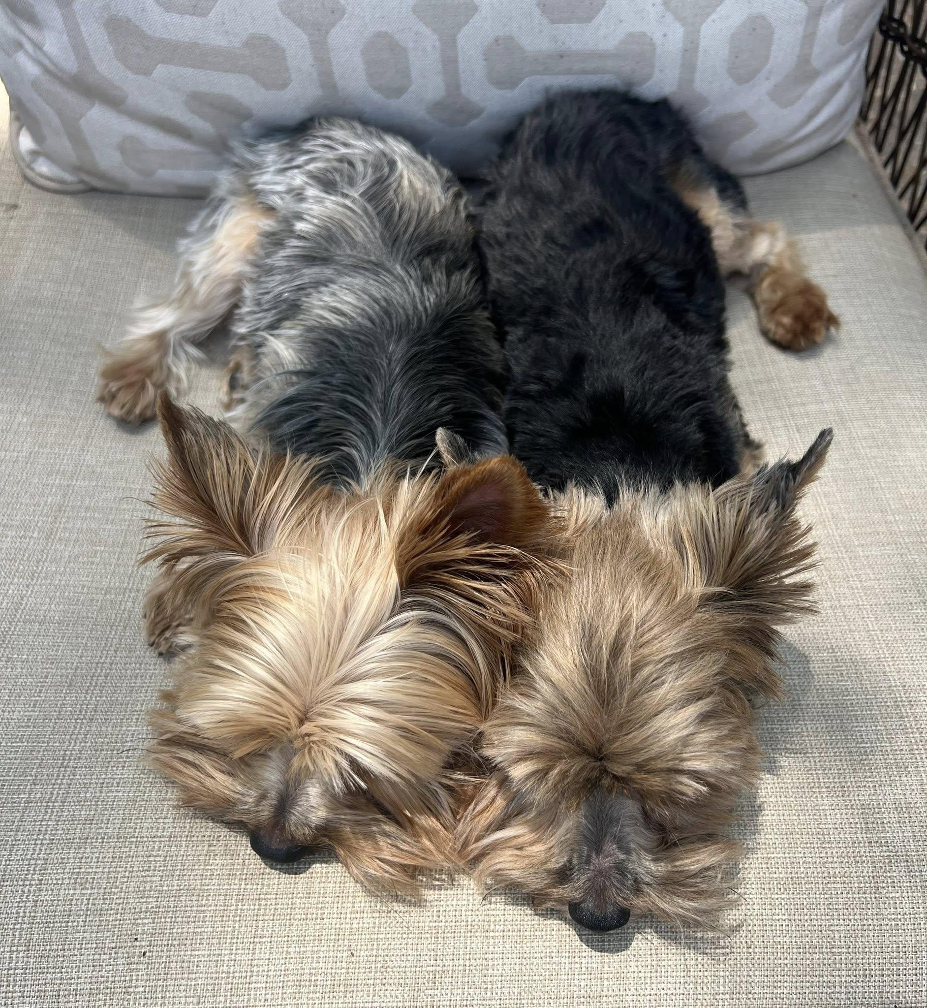 Enlarge Bo & Duke, an adopted Yorkshire Terrier in Antioch, TN image 2/4
