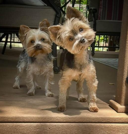 Bo & Duke, adopted, Young Male Yorkshire Terrier.