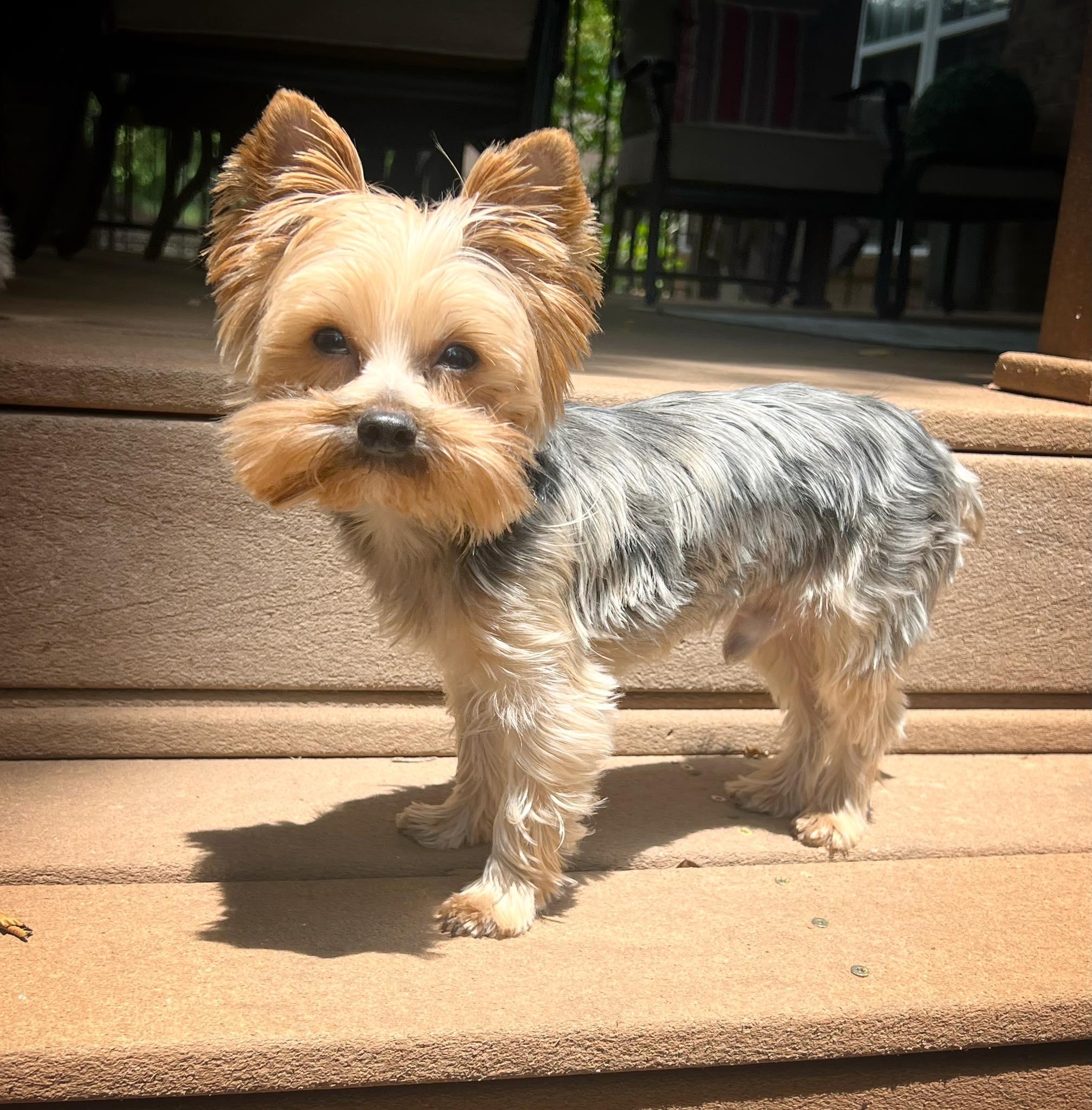 Enlarge Bo & Duke, an adopted Yorkshire Terrier in Antioch, TN image 3/4
