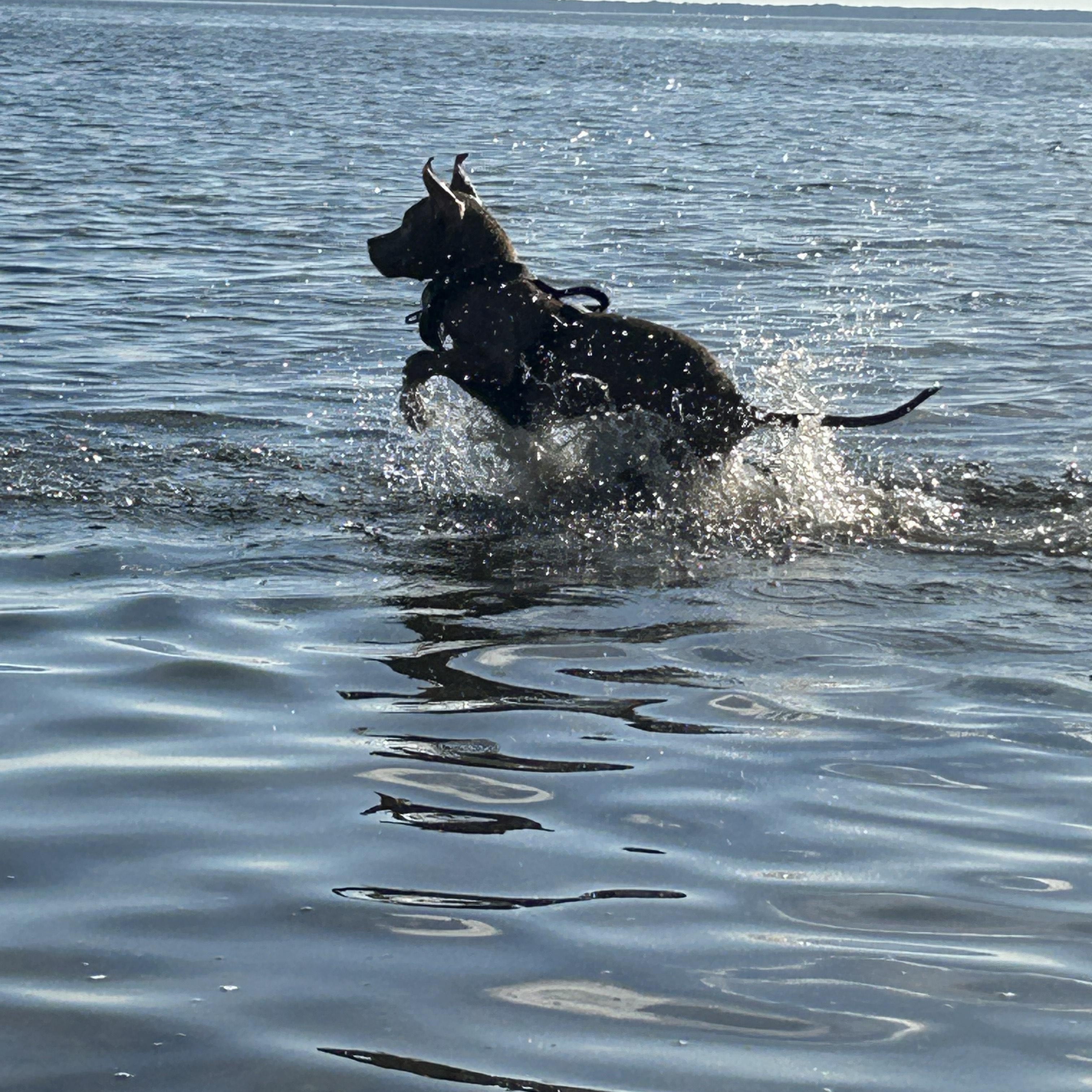 Clover, a Adoptable mixed breed in Tallahassee, FL image 2/5