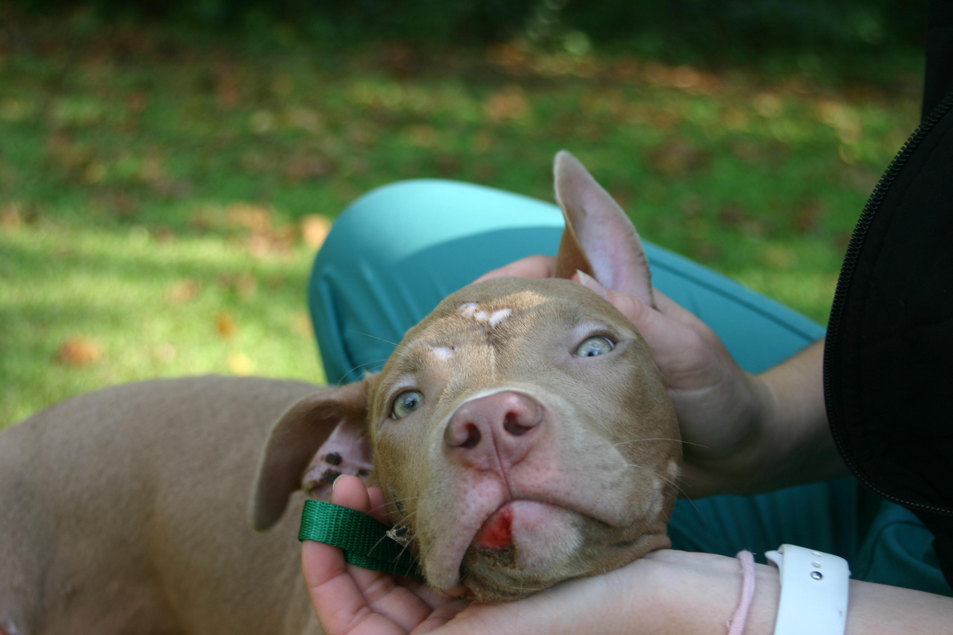 Clover, a Adoptable mixed breed in Tallahassee, FL image 3/5