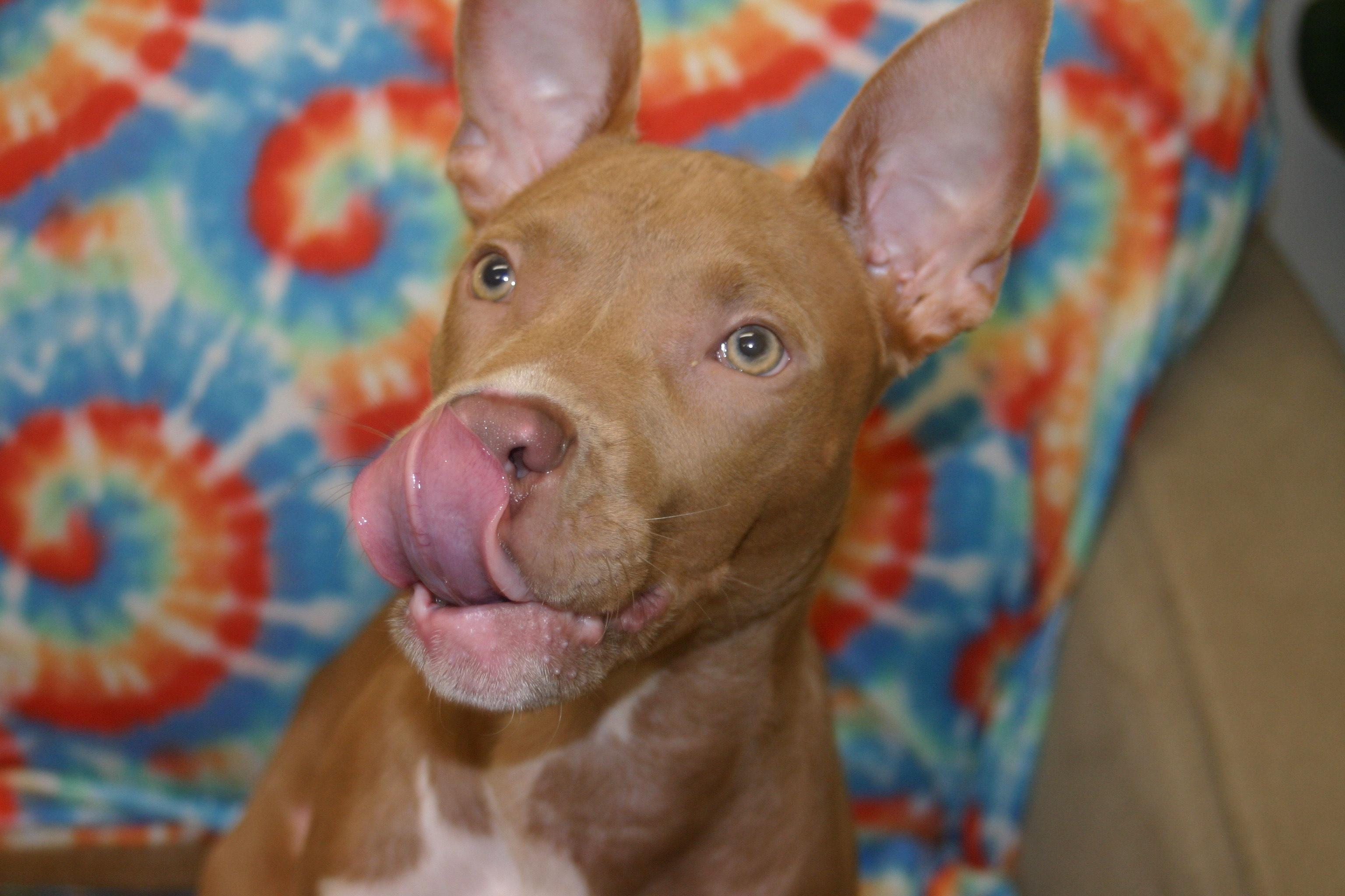 Clover, a Adoptable mixed breed in Tallahassee, FL image 1/5