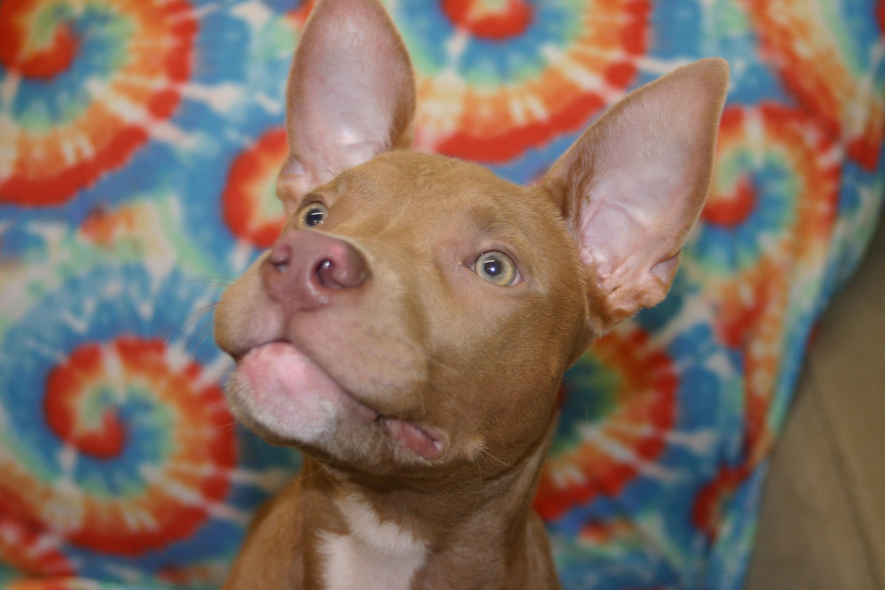 Clover, a Adoptable mixed breed in Tallahassee, FL image 4/5