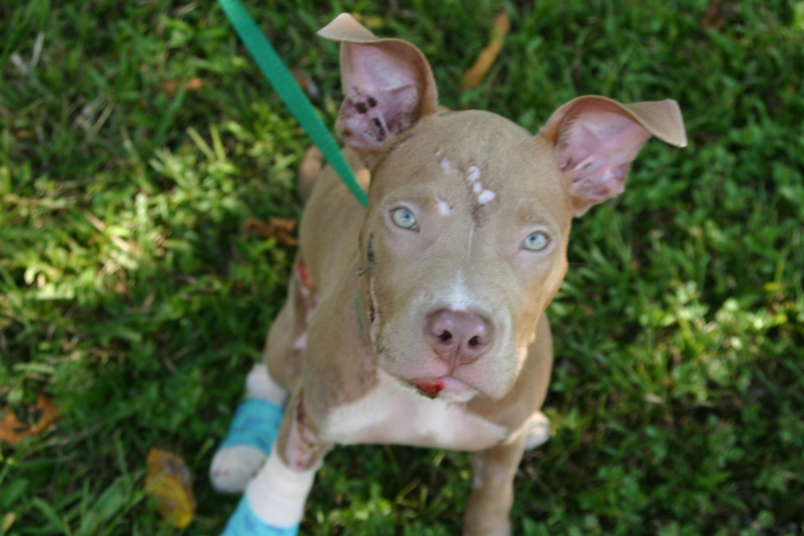 Clover, a Adoptable mixed breed in Tallahassee, FL image 5/5